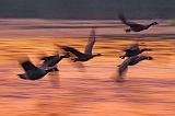 Geese Dawn Takeoff_50456